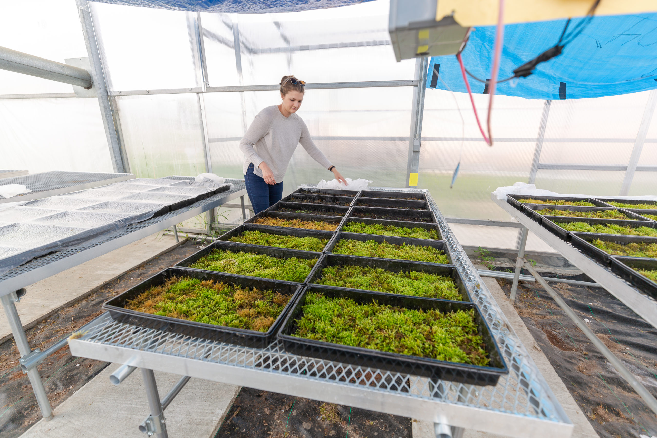 Woman cultivating different strains of moss on a table